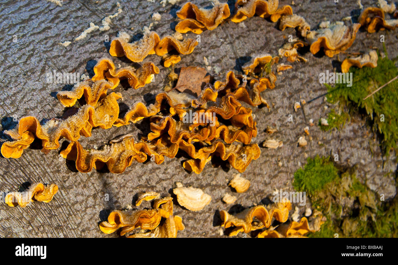 Hairy Stereum Fungus High Resolution Stock Photography and Images - Alamy