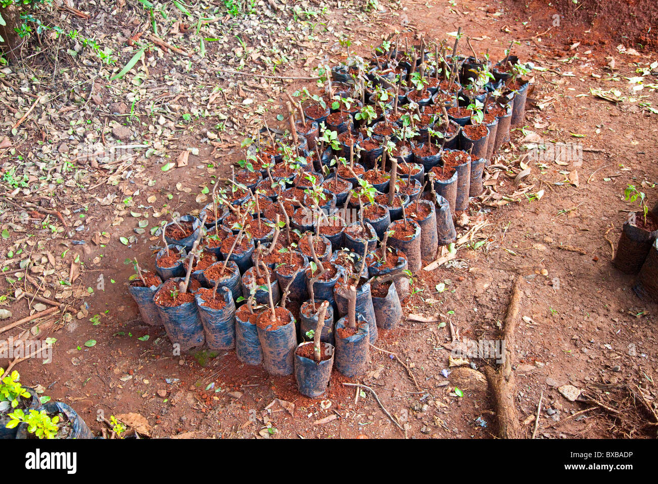 Tree nursery hires stock photography and images Alamy