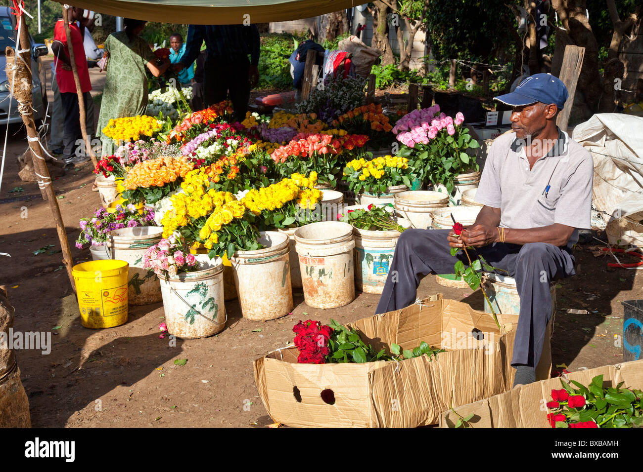 Kenya flowers hires stock photography and images Alamy