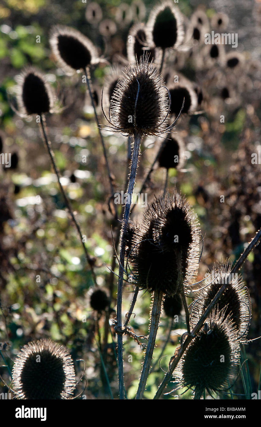 Dead teasel (Dispacus fullonum) heads backlit by the morning sun. Stock Photo