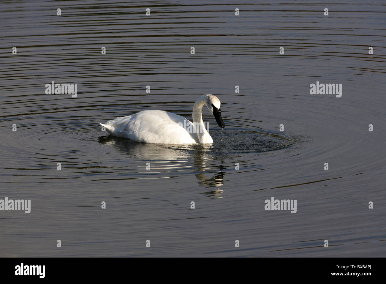Trumpeter Swan (Cygnus buccinator), swimming in a beaver pond, looking for food, Denali National Park, Alaska Stock Photo