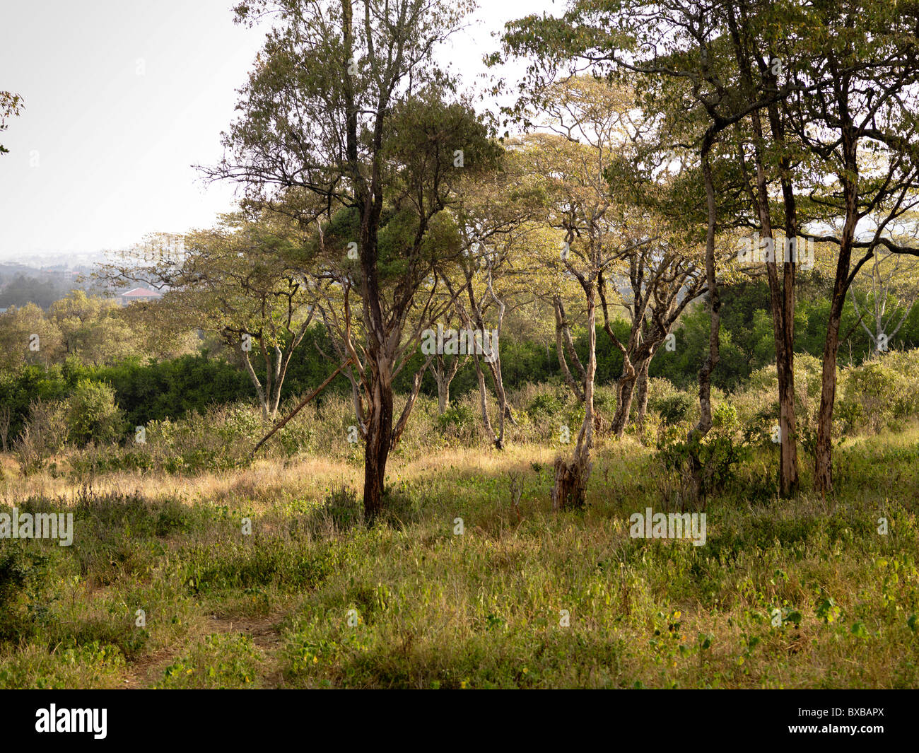 Kenya landscape Stock Photo
