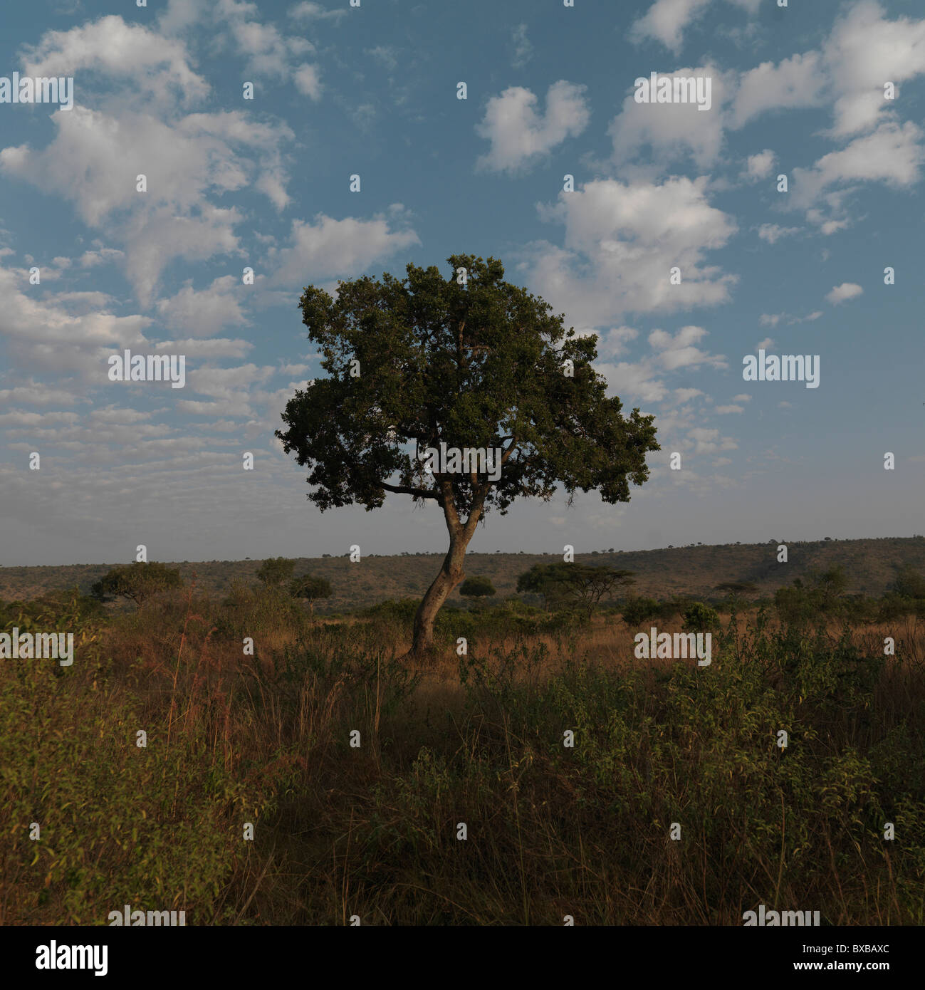 Tree in Kenya Africa Stock Photo Alamy