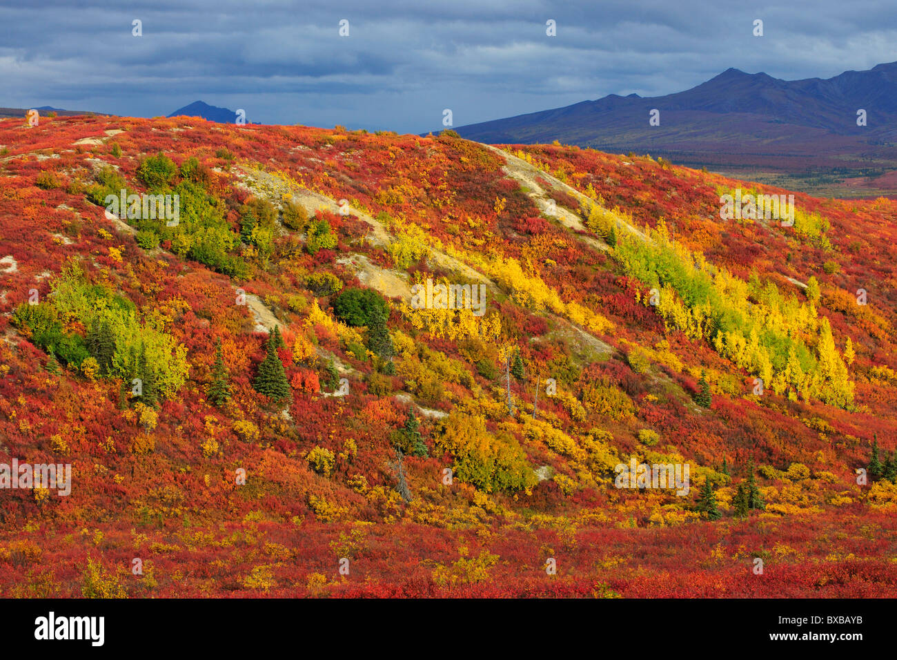 Autumn colors in the tundra, Denali National Park, Alaska Stock Photo