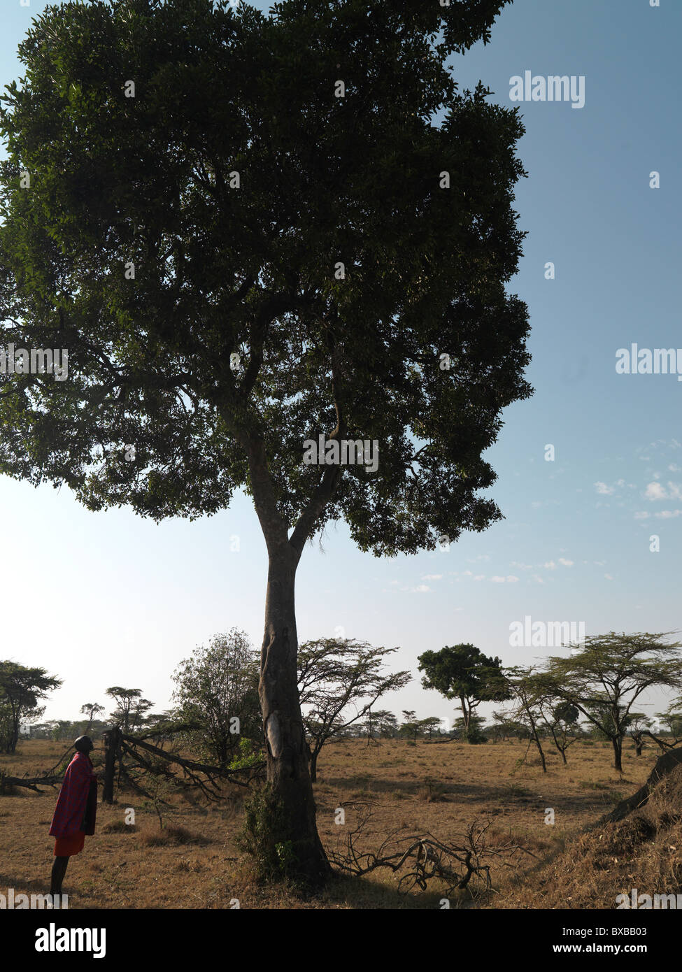 Tree In Kenya Africa Stock Photo Alamy tree-in-kenya-africa-stock-photo-alamy