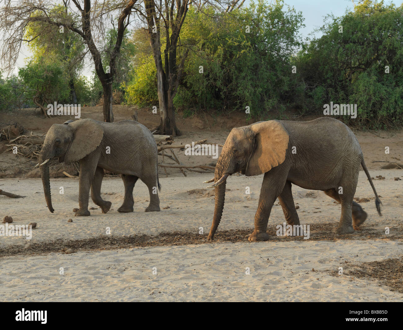 Elephants in Kenya Africa Stock Photo Alamy