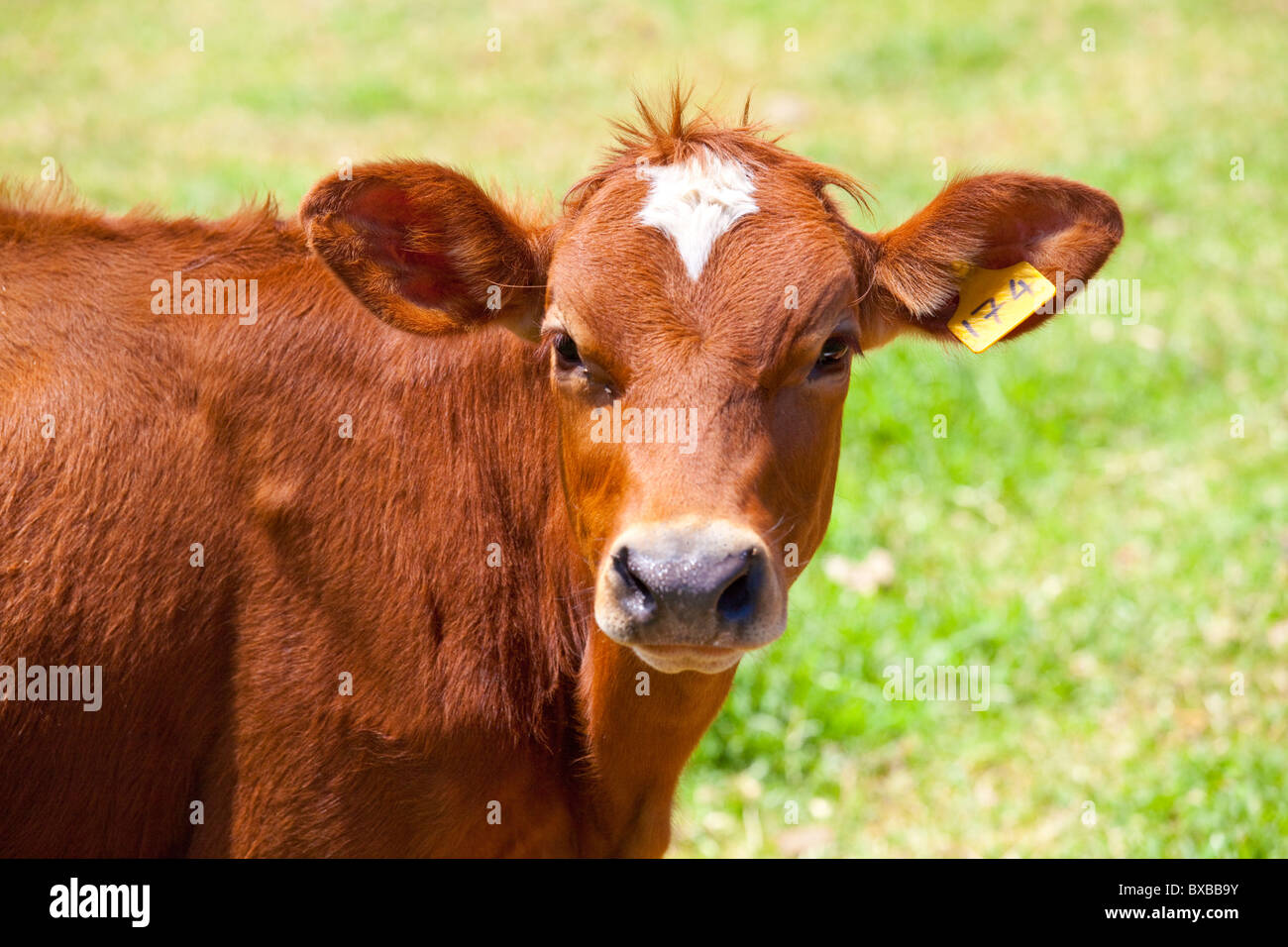 Cow at Kiambethu Tea Farm, Nairobi, Kenya Stock Photo Alamy