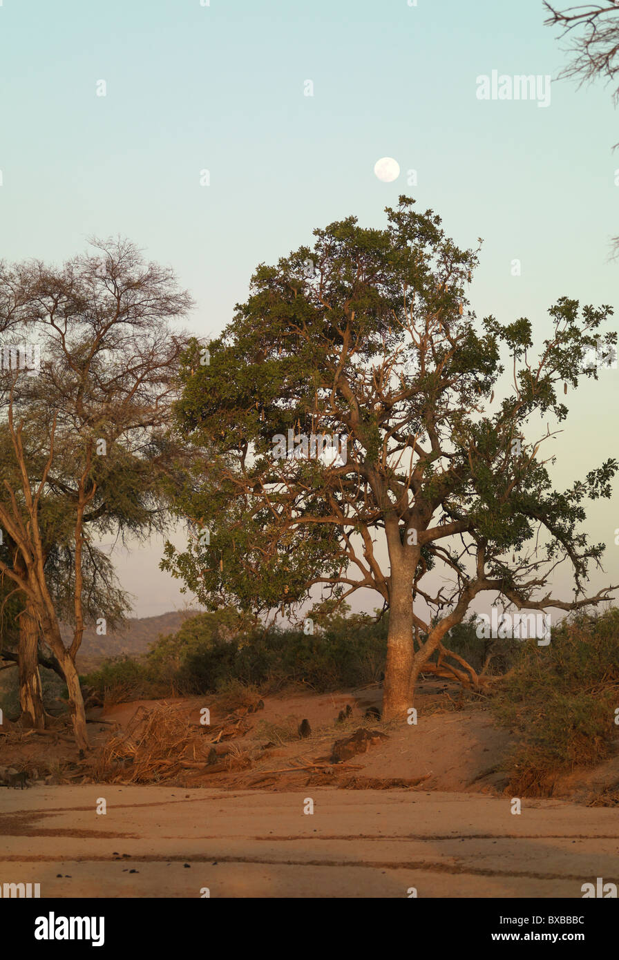 Acacia trees in maasai mara hires stock photography and images Alamy