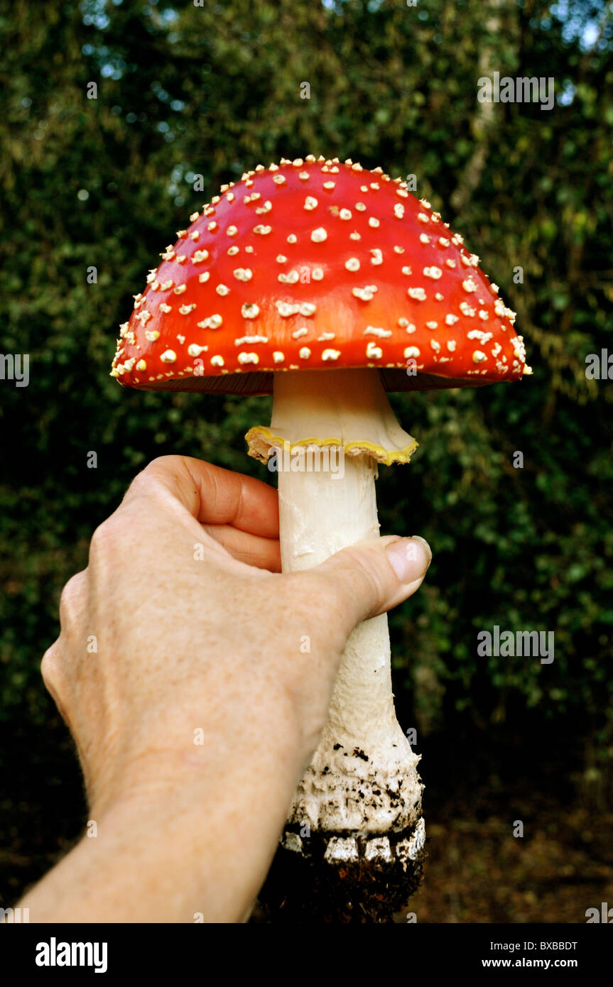 Amanita muscaria mushroom grows to great size Stock Photo
