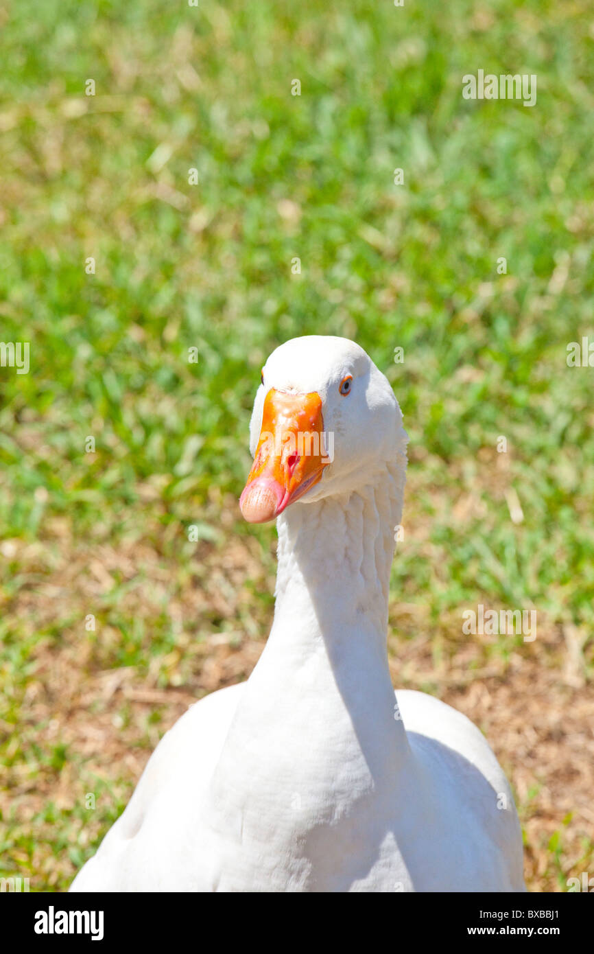 African goose goose hires stock photography and images Alamy