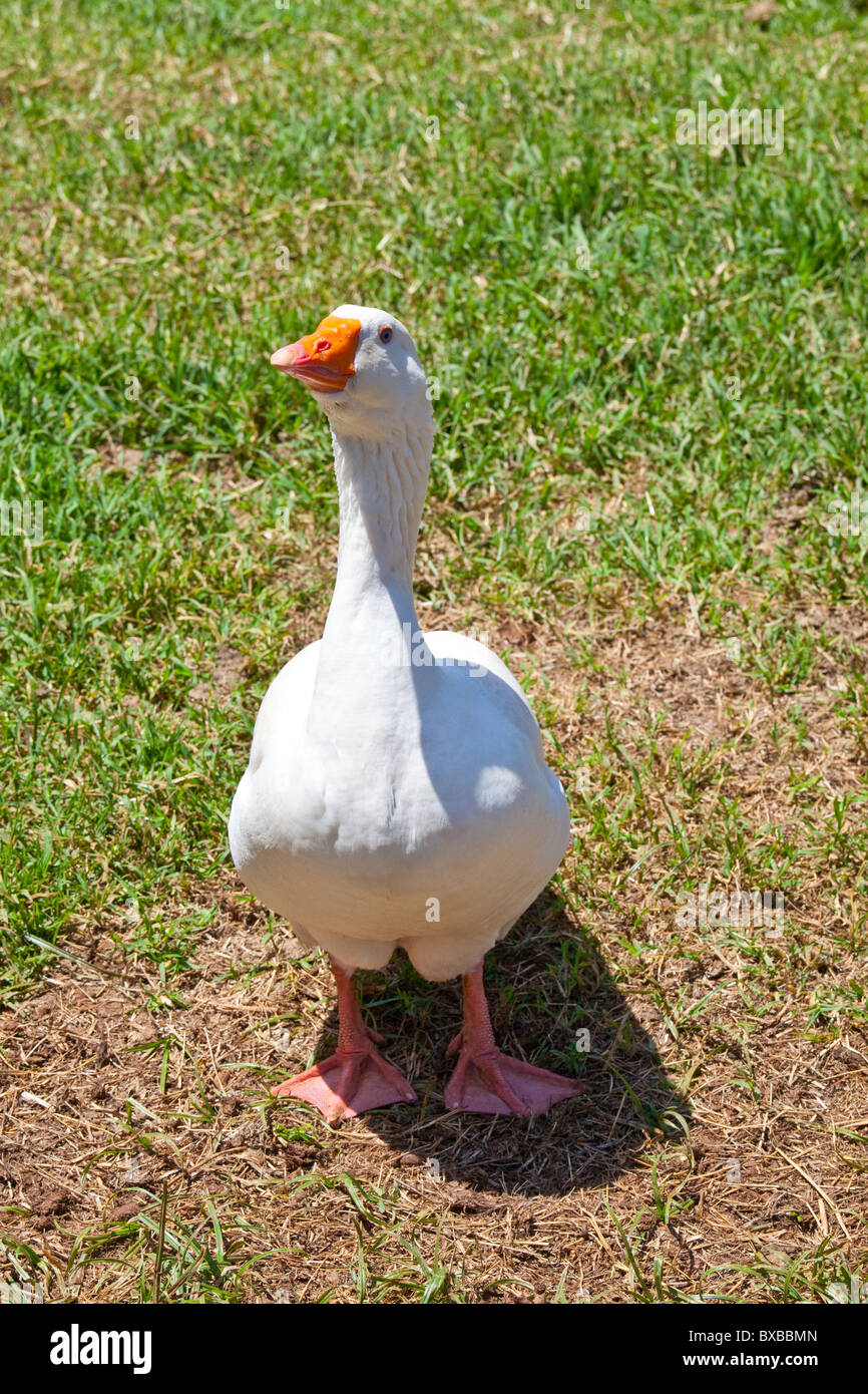 Goose at Kiambethu Tea Farm, Nairobi, Kenya Stock Photo Alamy