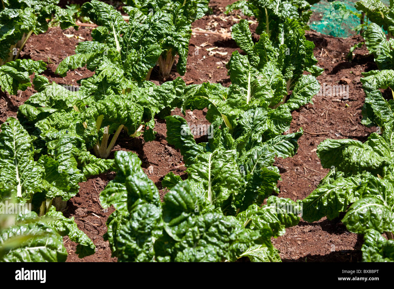 Spinach growing at Kiambethu Farm, Nairobi, Kenya Stock Photo Alamy