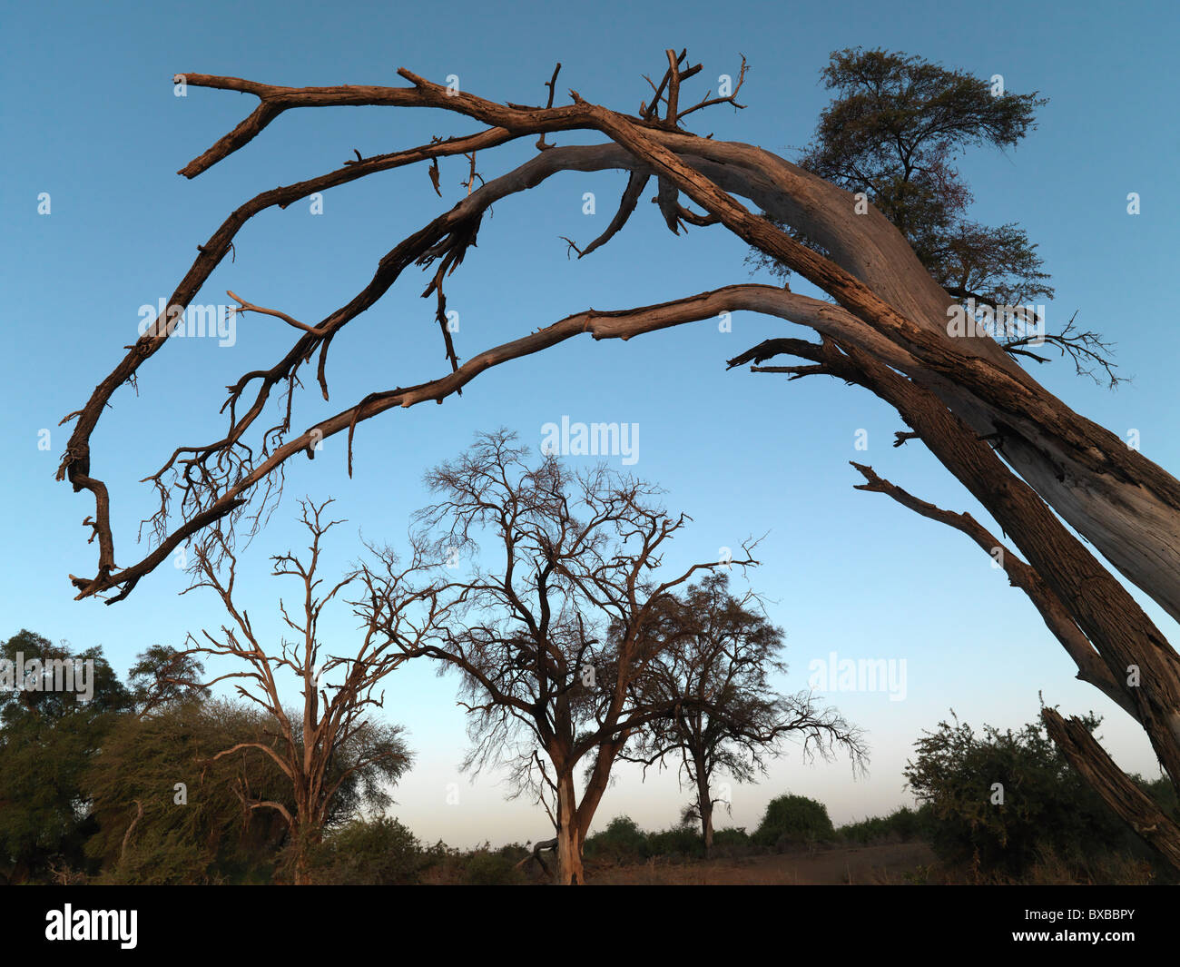 Silhouette of dried tree in Kenya Africa Stock Photo - Alamy