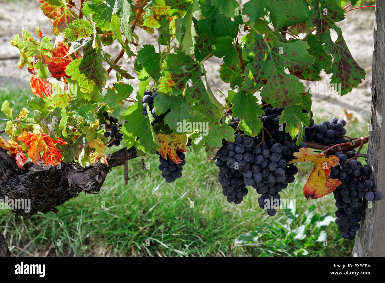 Ripe wine grapes in vineyard, St Emilion, Bordeaux, France, Europe
