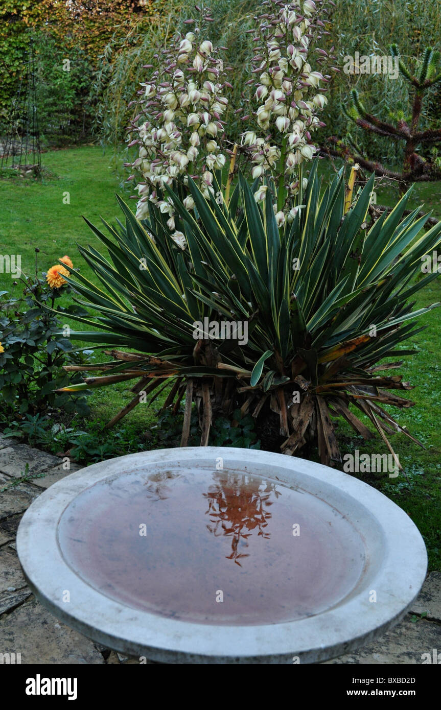 Variegated yucca flowers birdbath reflection Stock Photo