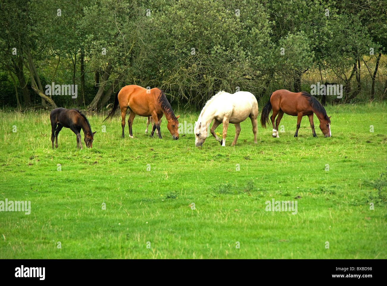 Young foal grazing with the adults Stock Photo