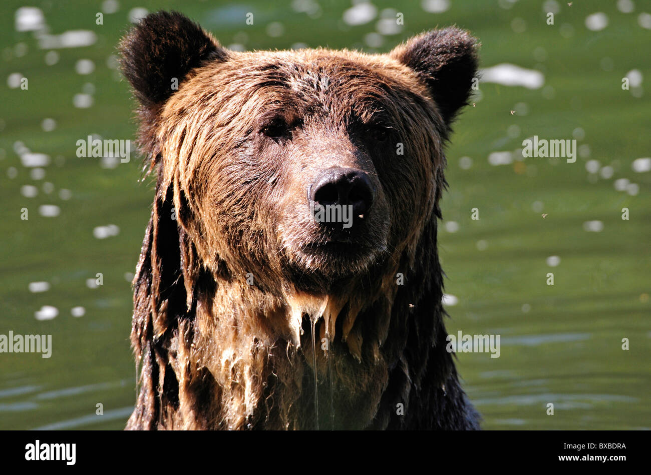 Brown Bear (Ursus arctos) fishing for salmon, potrait, Bella Coola, British Columbia, Canada Stock Photo
