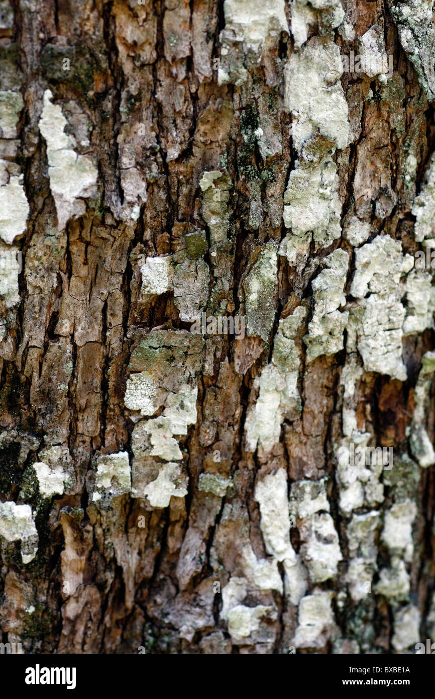 Close view of some tree bark texture with fungus Stock Photo - Alamy