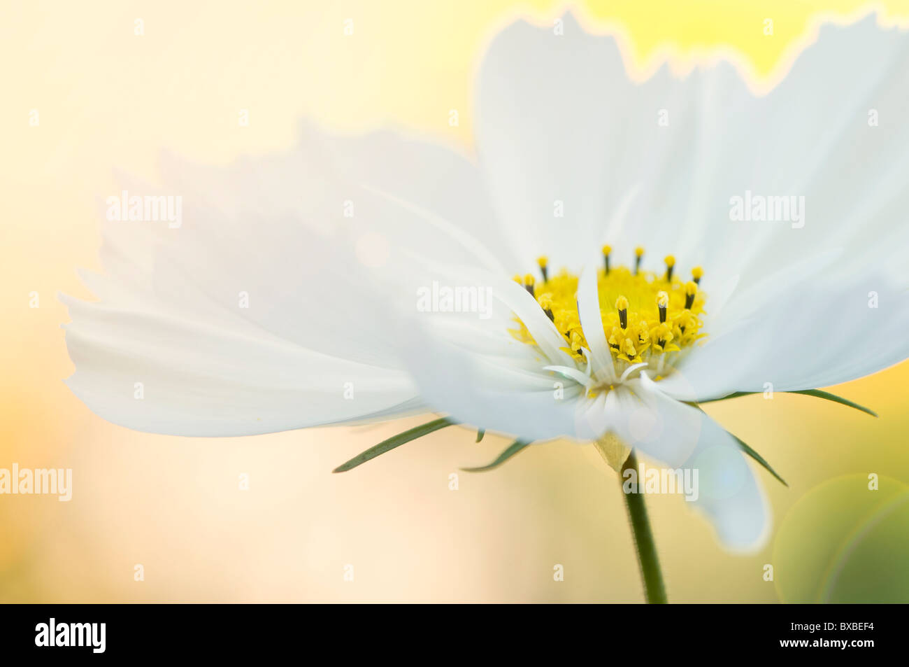 A single cosmos flower with sun flare - Lens flare Stock Photo
