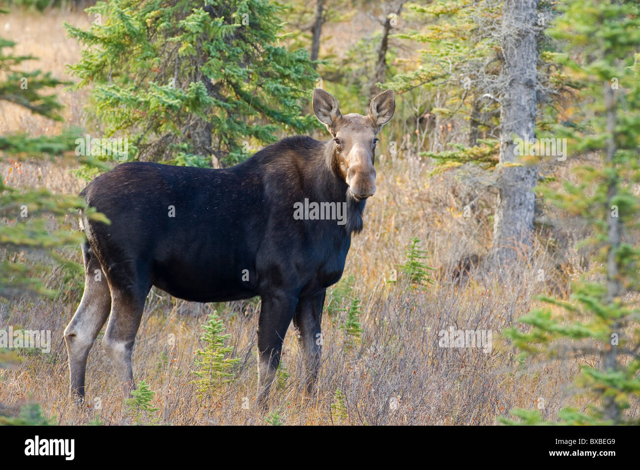 A horizontal image of a wild cow moose Stock Photo
