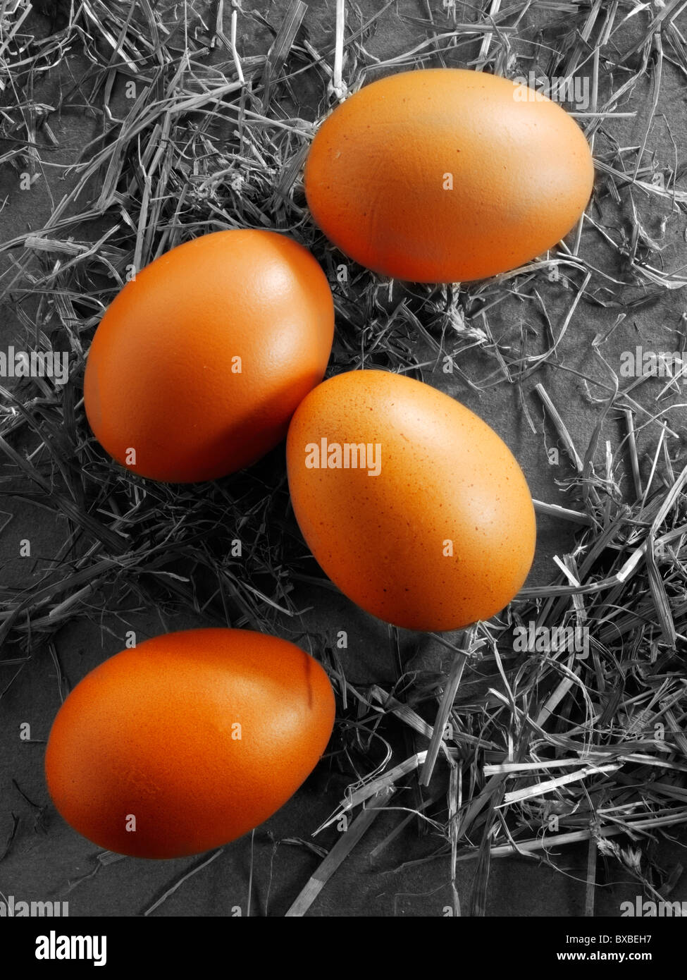 Fresh Burford Brown free range organic Eggs Stock Photo Alamy