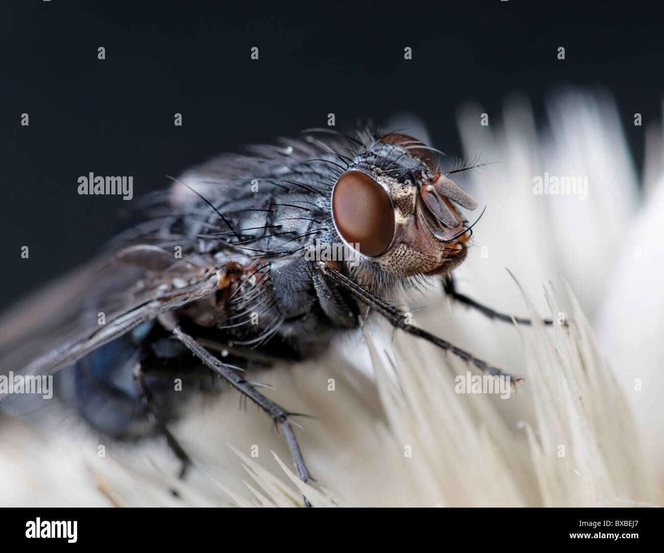 A fly - possibly a Blue Bottle, Calliphora vicina. Stock Photo