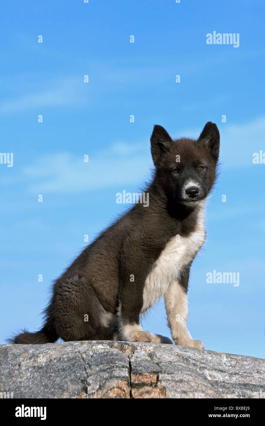 Greenland dog (Canis lupus familiaris), sledge dog pup, Ilulissat, West-Greenland, Greenland Stock Photo