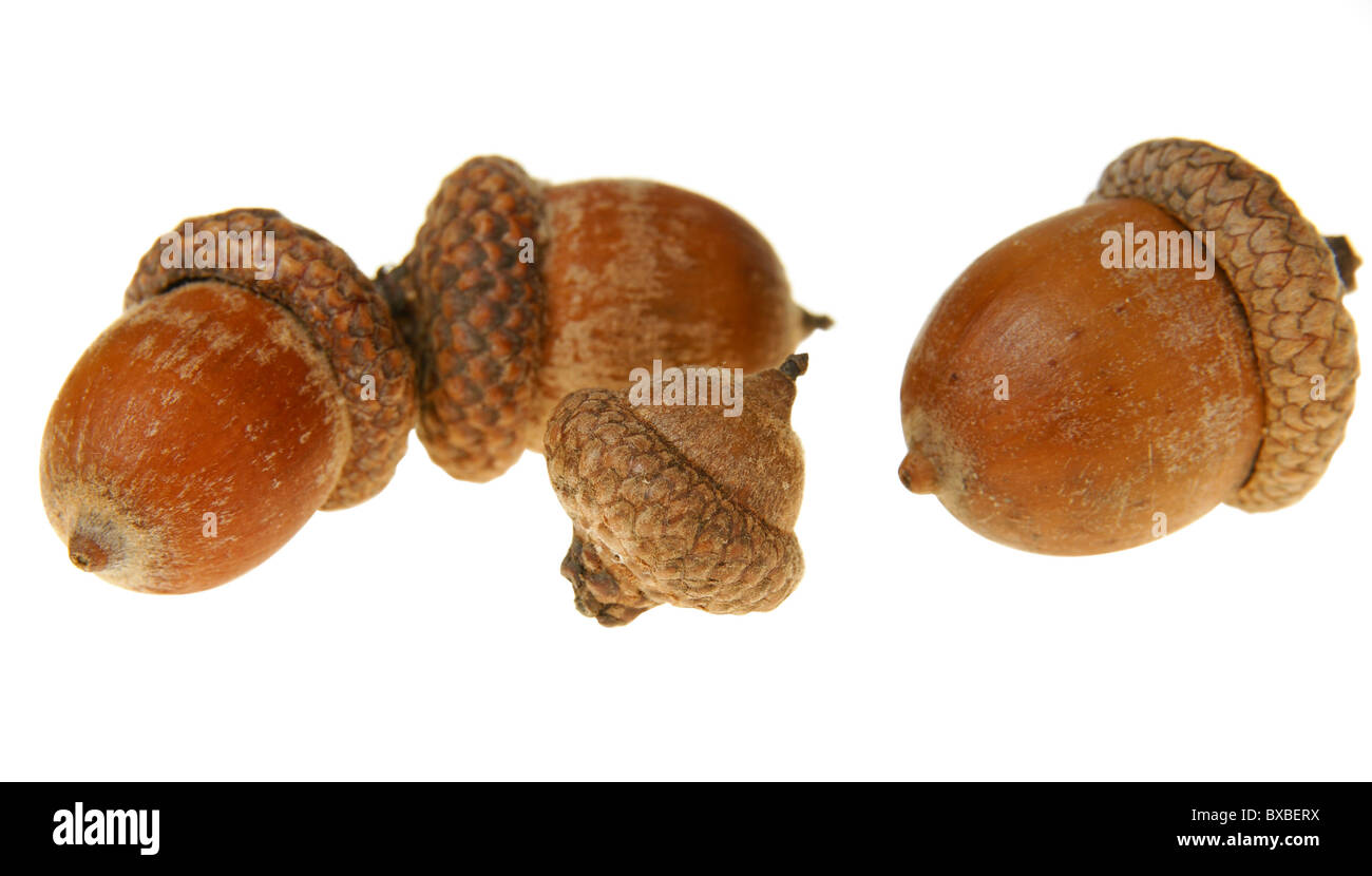 Brown oak acorn isolated on white background Stock Photo