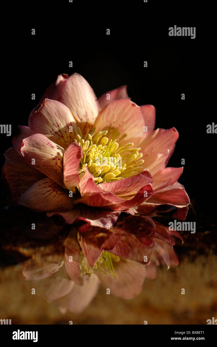 Helleborus x hybridus Double Apricot flower reflected in water Stock Photo