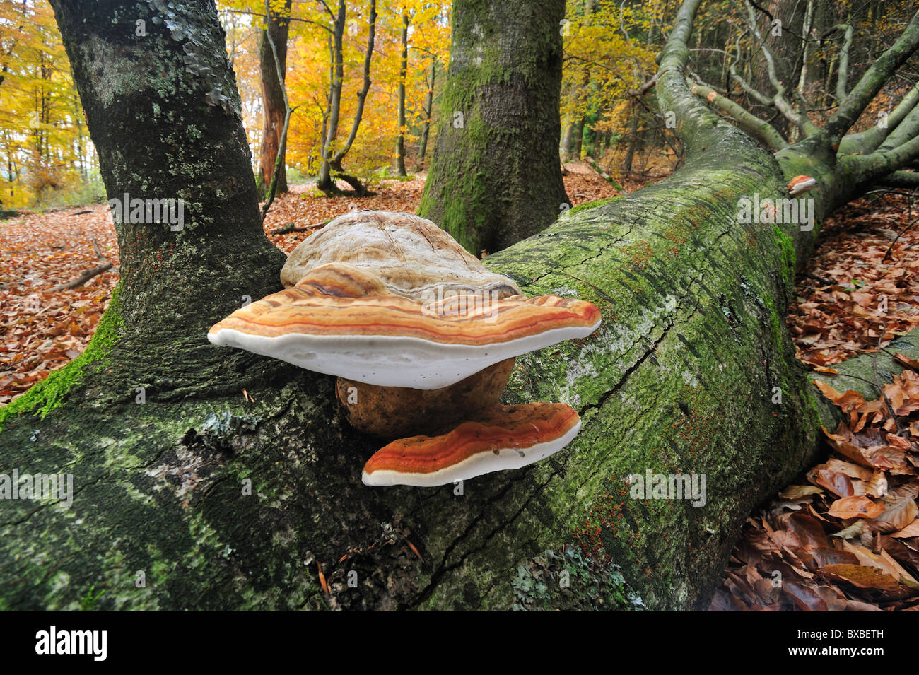 Tinder bracket fungus / Hoof fungus / Tinder polypore / Horse's hoof (Fomes  fomentarius) on fallen tree trunk Stock Photo - Alamy