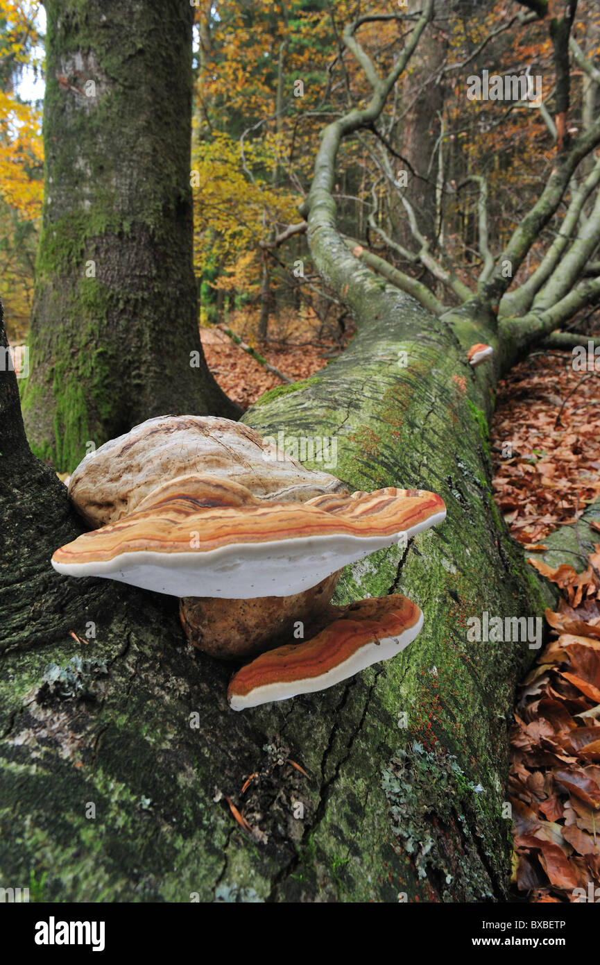 Tinder bracket fungus / Hoof fungus / Tinder polypore / Horse's hoof (Fomes fomentarius) on fallen tree trunk Stock Photo