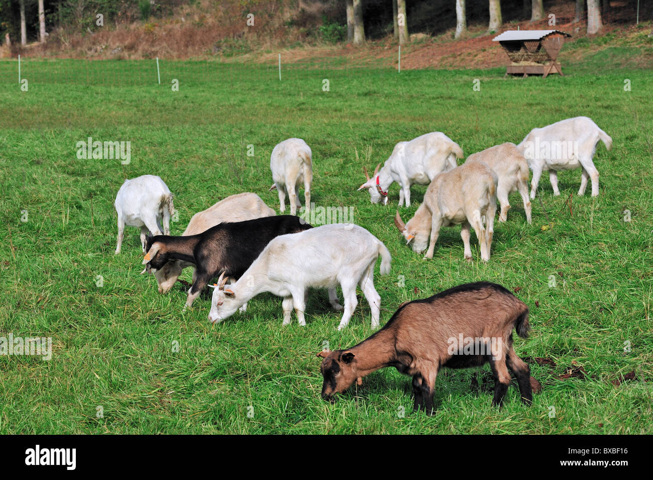 Saanen goats (Capra hircus), a white or cream-colored breed of goat, named for the Saanen valley in Switzerland Stock Photo