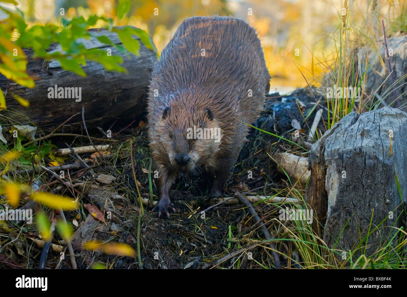 Dam animal hi-res stock photography and images - Alamy
