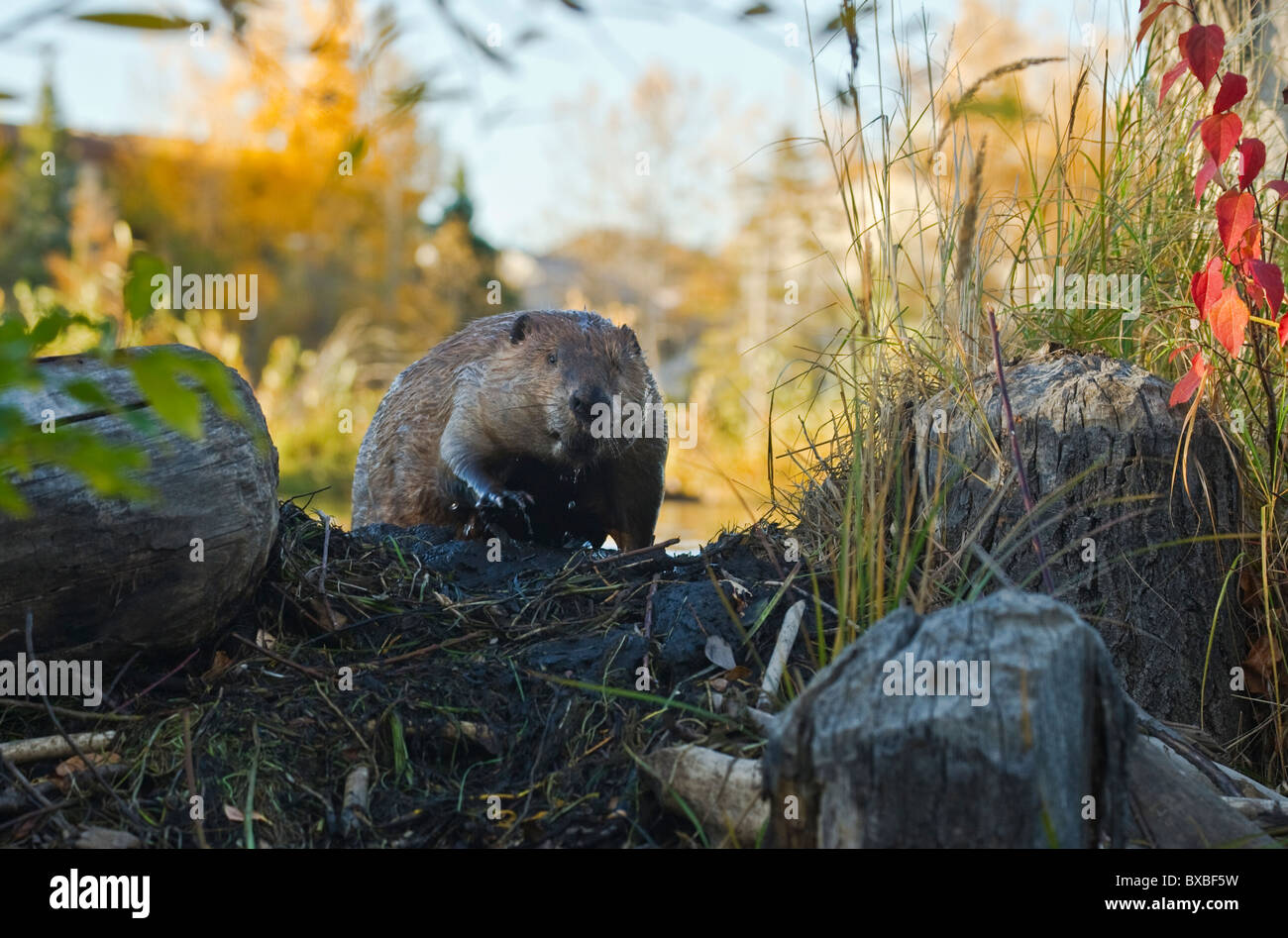 A wild beaver stepping out over his beaver dam with water drops dripping from his chin. Stock Photo