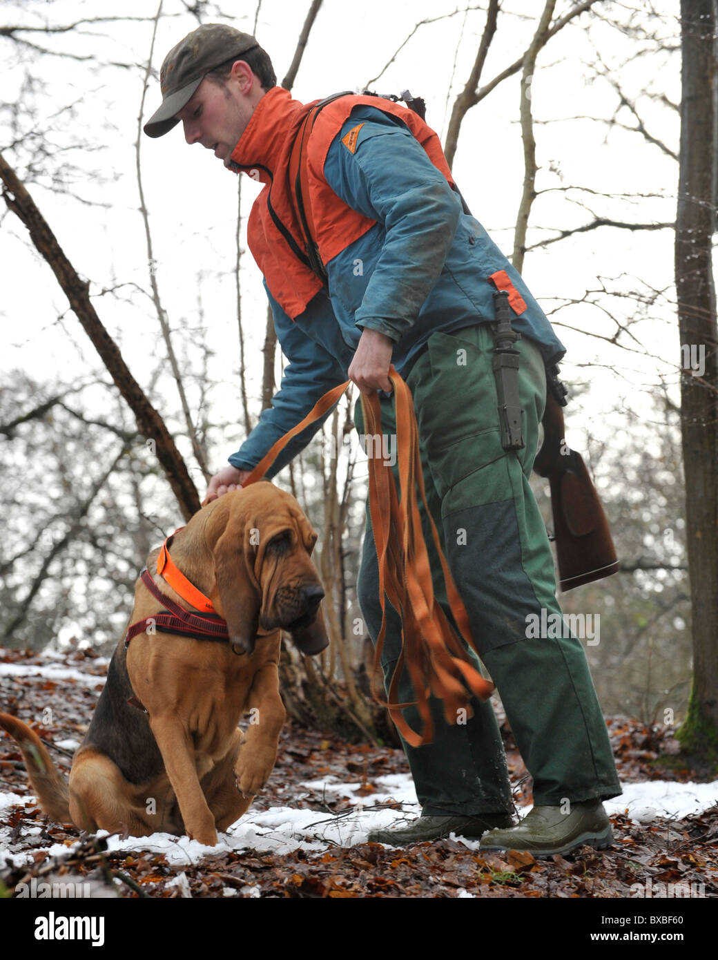 Bloodhound Tracking Deer