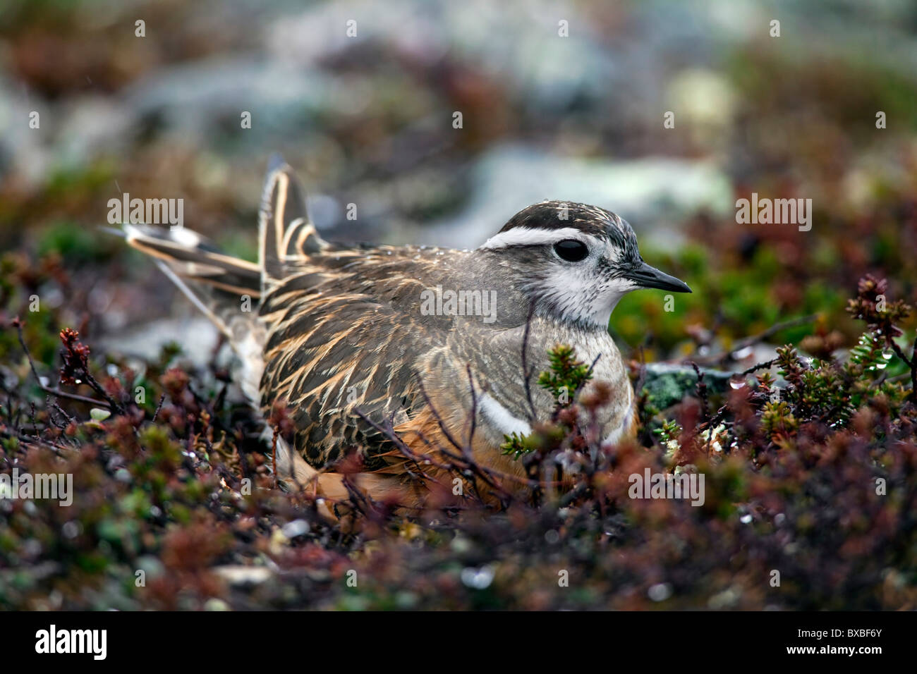 Eurasian Dotterel (Charadrius morinellus) nesting on the tundra, Sweden Stock Photo