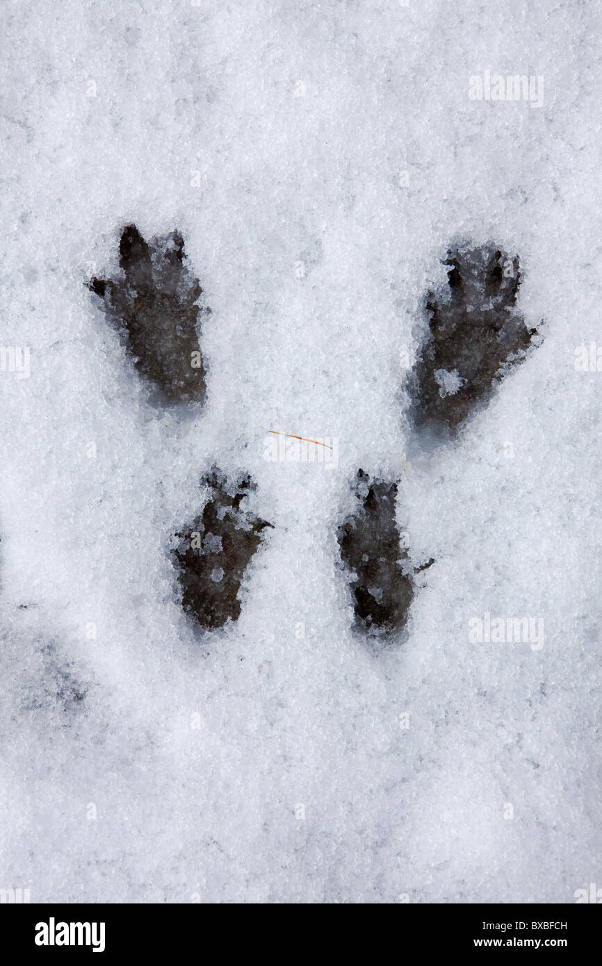 Eurasian red squirrel (Sciurus vulgaris) footprints in the snow in
