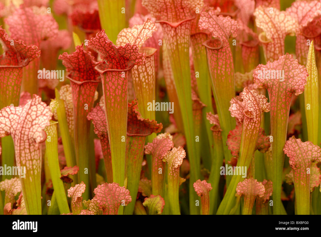 Trumpet Pitcher flowers - Genus Sarracenia - Huntsman's cups Stock Photo