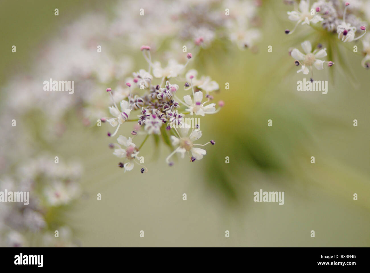 Close-up of Queen Anne's lace flowers - Daucus carota Stock Photo