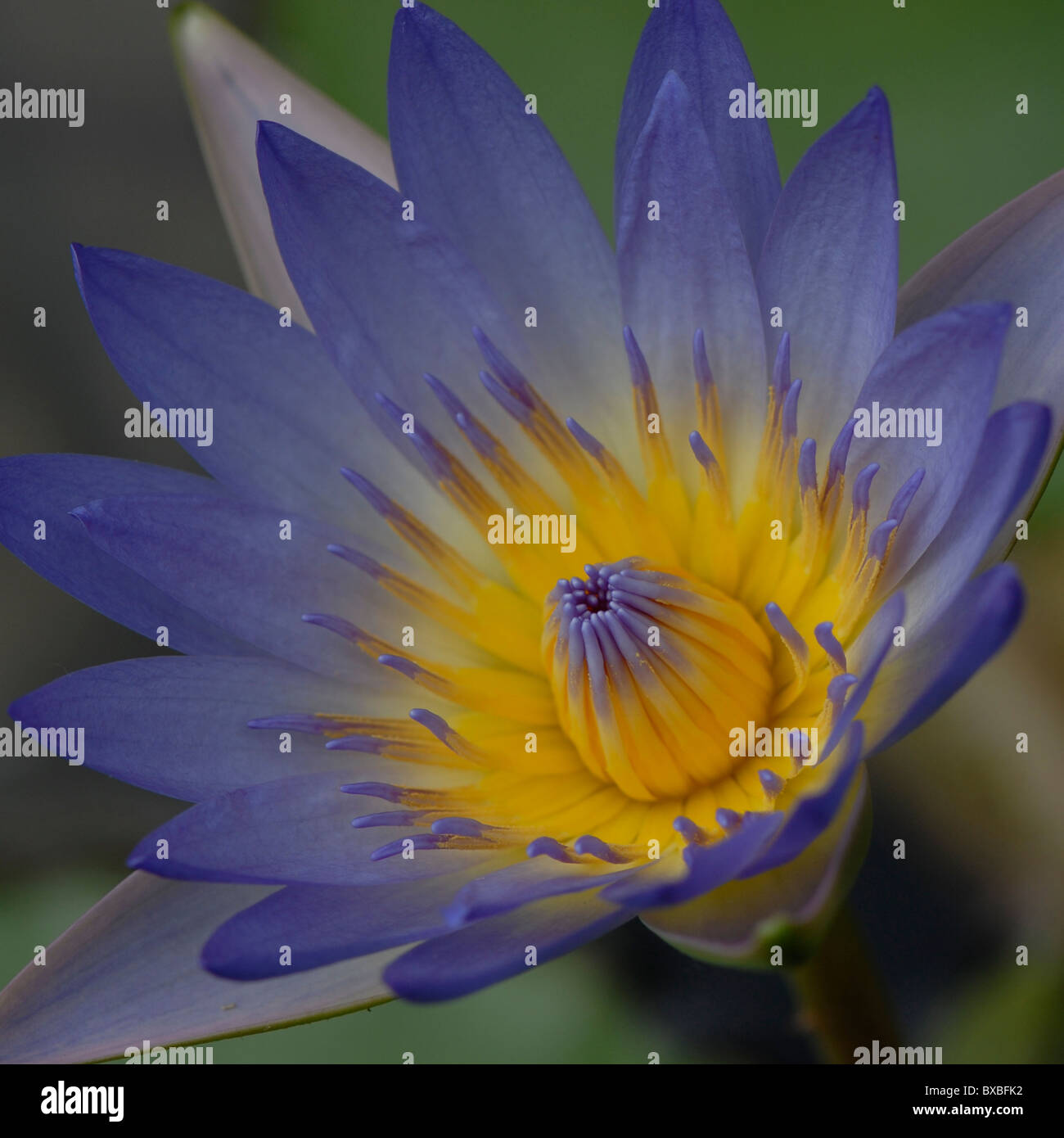 PaulJonesNymphaea capensis―blue water-lily、希少・画集画