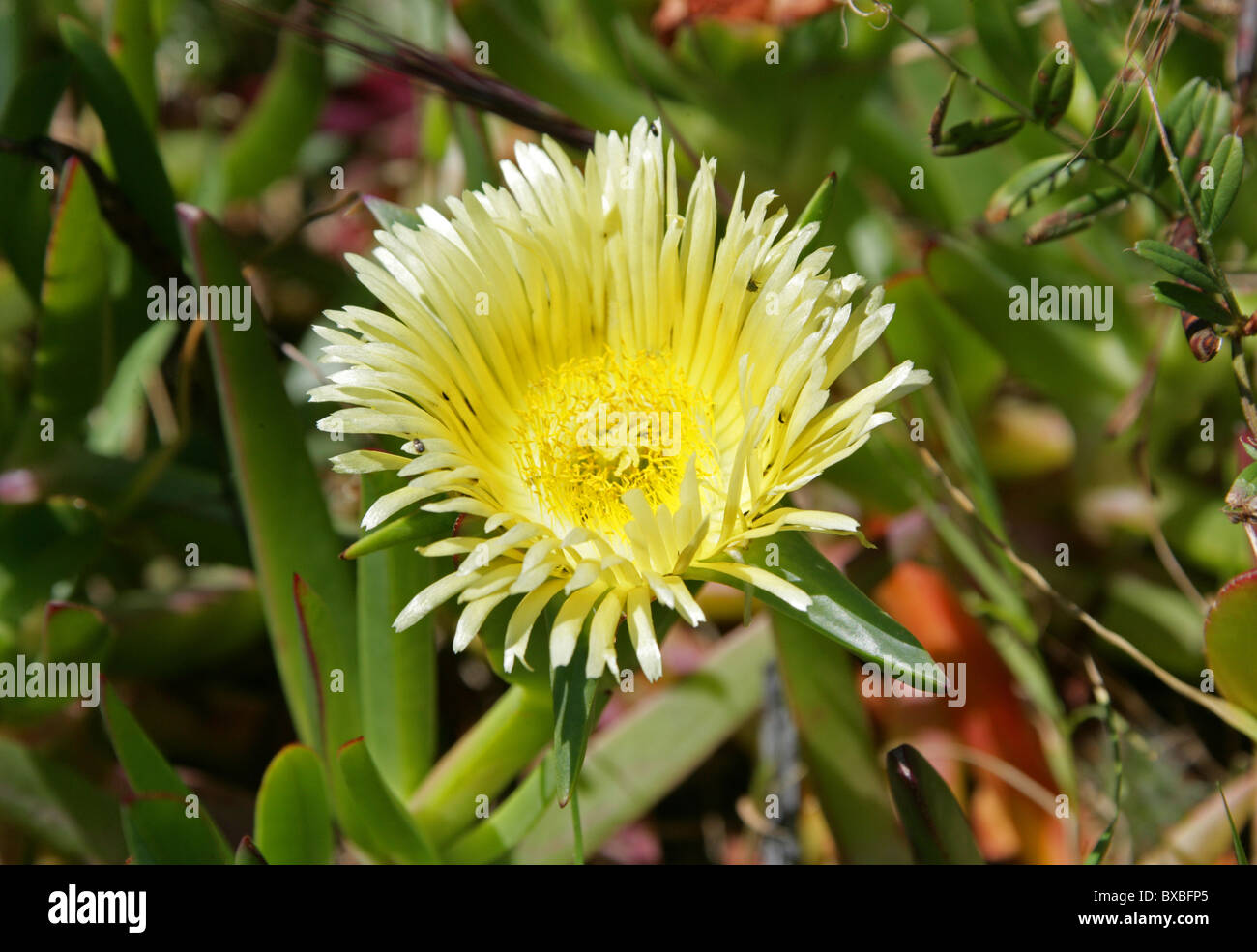Hottentot Fig, Highway Ice Plant, Sour Fig or Pigface, Carpobrotus edulis, Aizoaceae. Western Cape, South Africa. Stock Photo