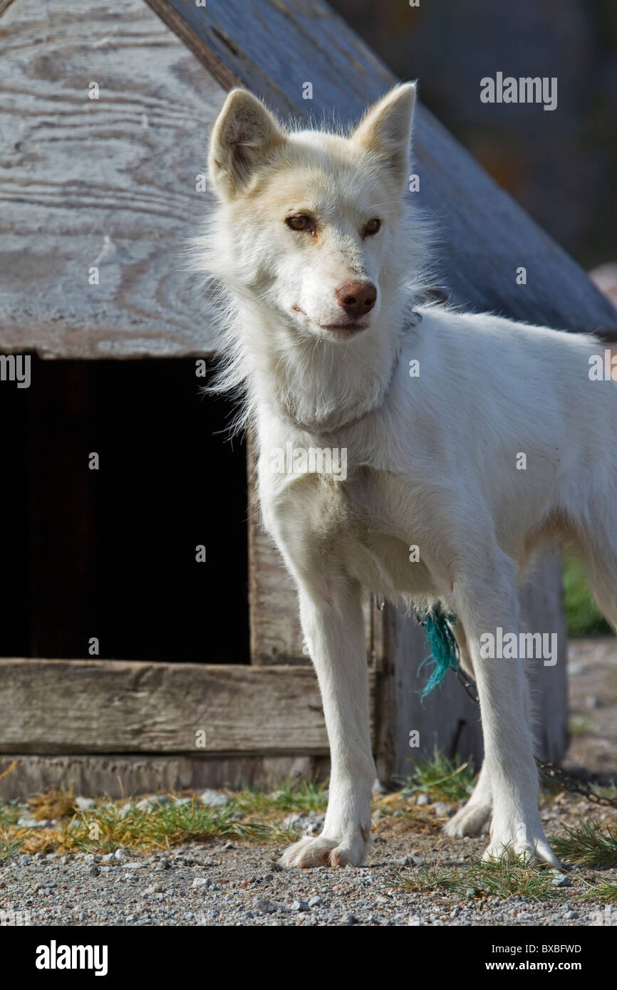 Greenland dog (Canis lupus familiaris), white sledge dog and doghouse, Ilulissat, West-Greenland, Greenland Stock Photo