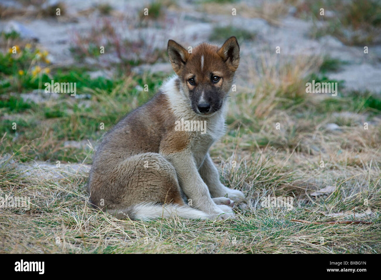 Greenland dog (Canis lupus familiaris), sledge dog pup, Ilulissat, West-Greenland, Greenland Stock Photo
