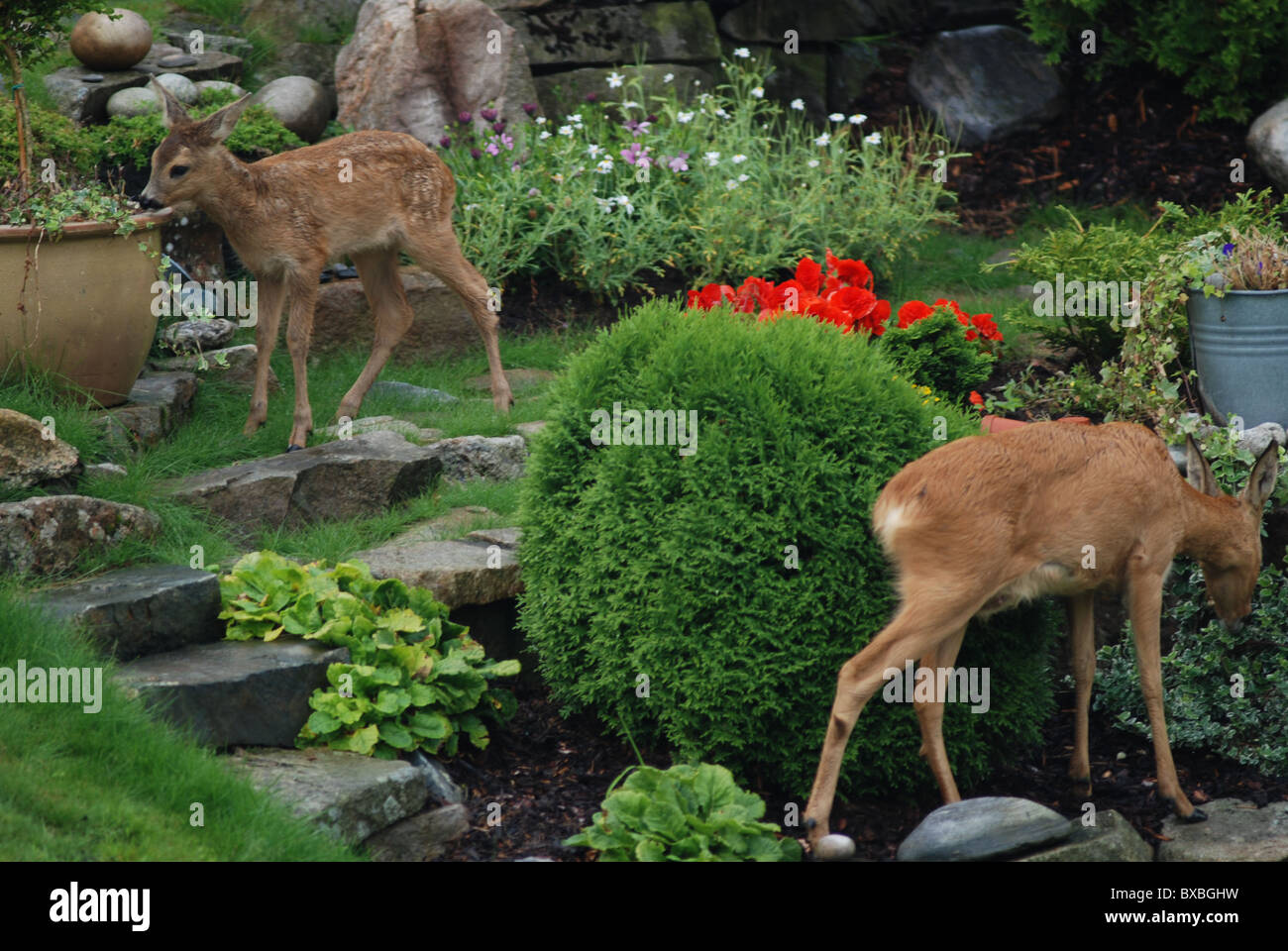 Deer garden eating hi-res stock photography and images - Alamy