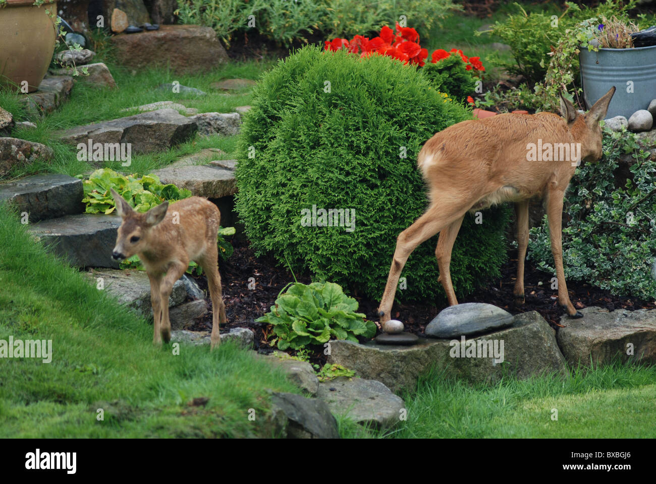 Deer eating in a private garden Stock Photo - Alamy