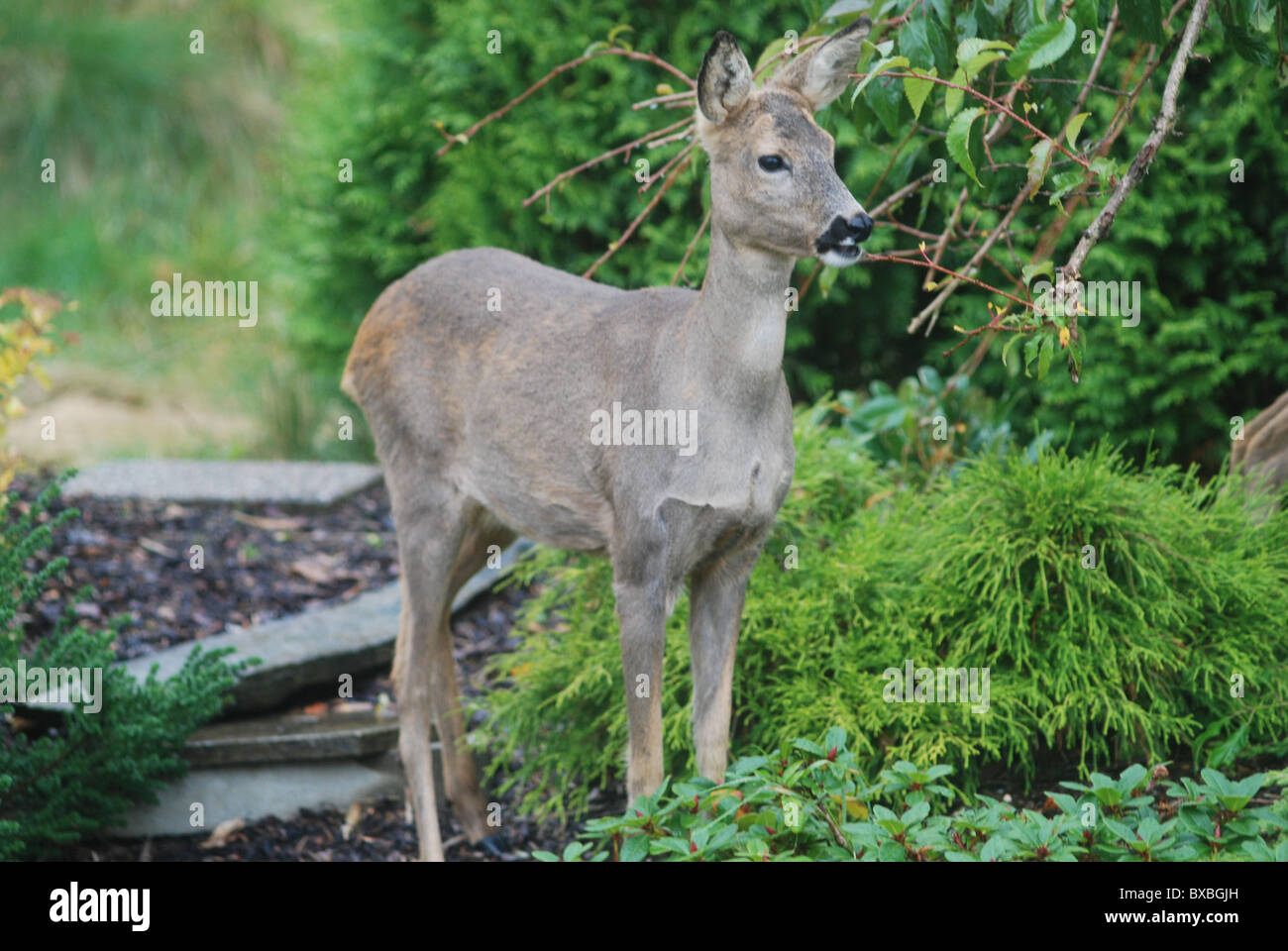 Deer garden eating hi-res stock photography and images - Alamy