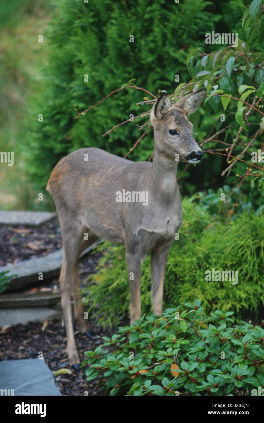 Deer garden eating hi-res stock photography and images - Alamy