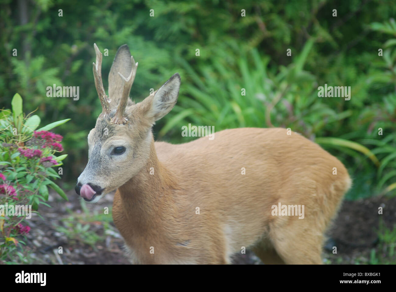 Male deer Stock Photo