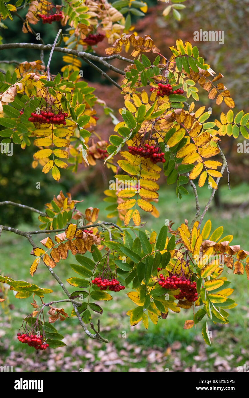 SORBUS DECORA SHOWY MOUNTAIN ASH WITH RED POMES OR BERRIES Stock Photo