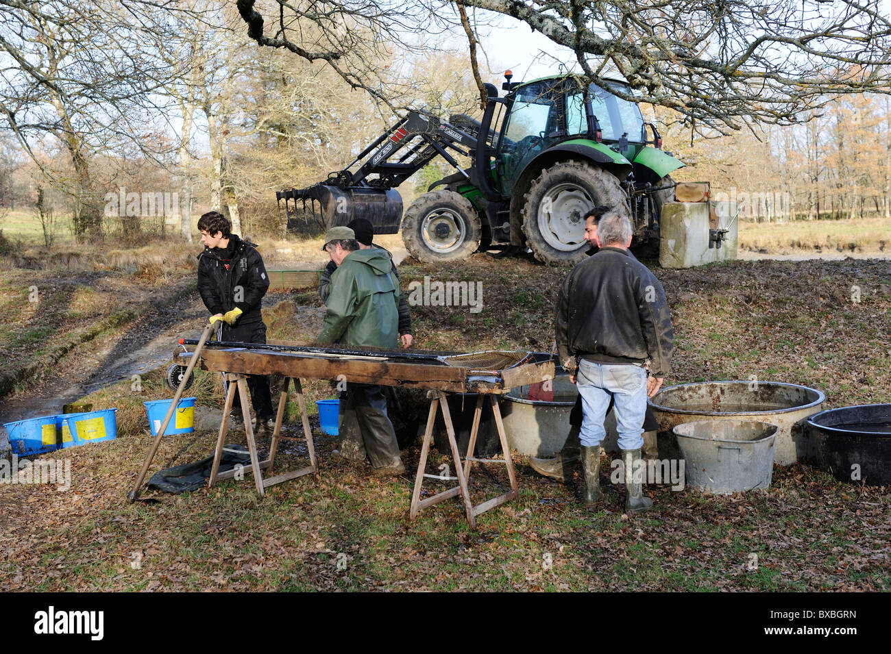 Sorting fish after emptying and cleaning a fishing lake in France Stock